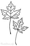 Malvorlage oder Bastelvorlage - Ahorn Blätter